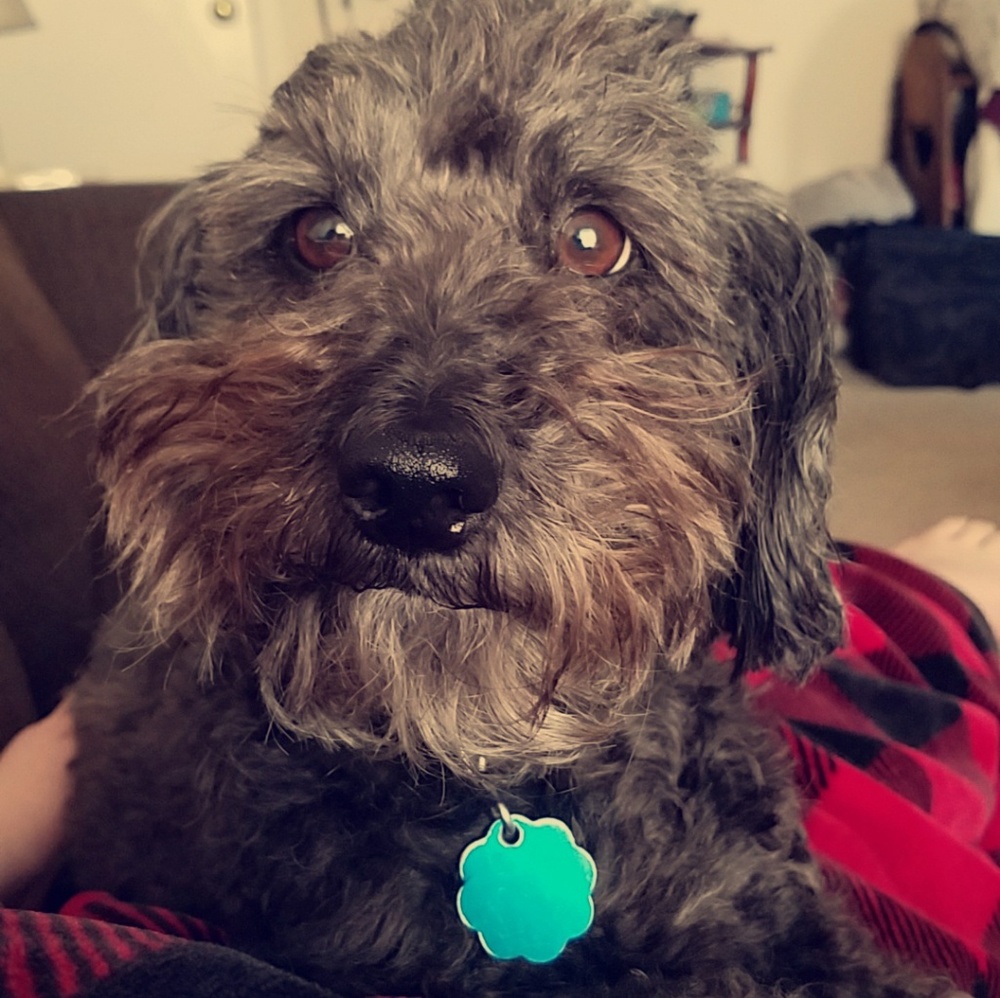 Meet your Posher, Allie